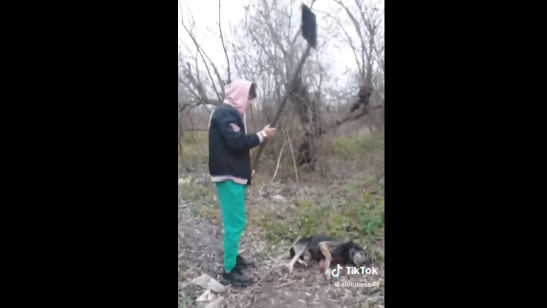 Tanarul care a postat pe TikTok clipul in care ucide un caine cu lopata a fost retinut Imagine
