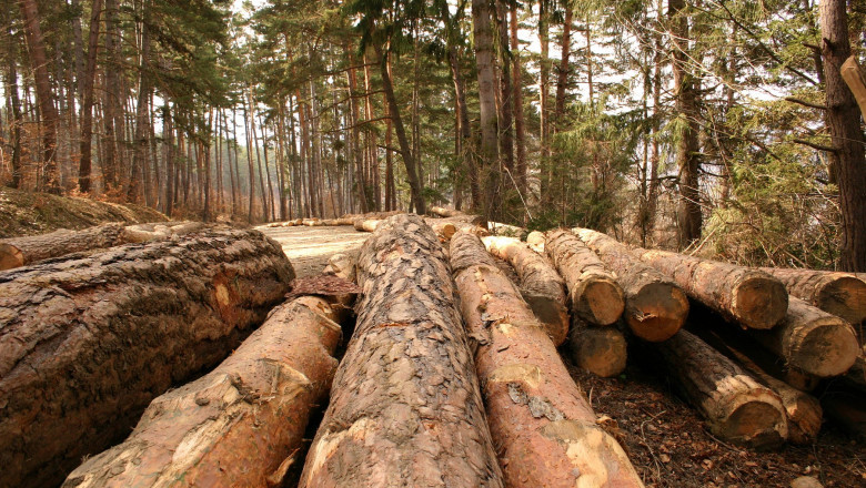 Tanczos Barna: Singura solutie pentru stapanirea schimbarilor climatice este cresterea suprafetelor impadurite Imagine