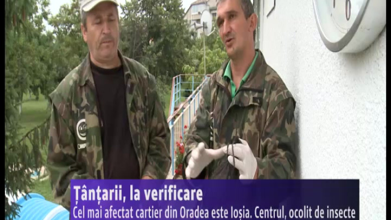 tantarii, la verificat. Cel mai afectat cartier din Oradea este Iosia Imagine