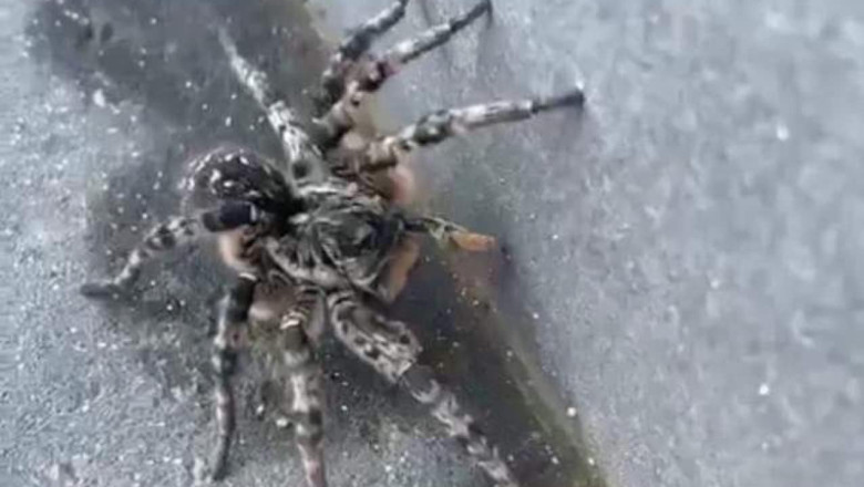 Tarantula gasita intr-un cartier din Voluntari. A fost trezita din hibernare Imagine