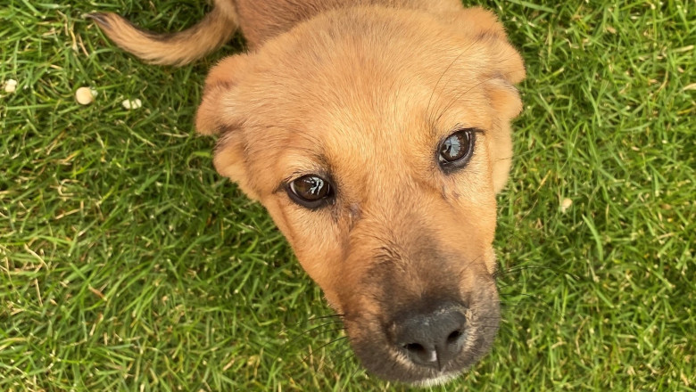 Targ de adoptii de animale fara stapan sambata, in parcul Herastrau din Bucuresti Imagine