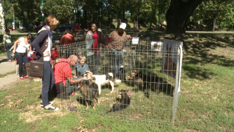 Targul de adoptie a animalelor de la Timisoara: putine patrupede adoptate Imagine
