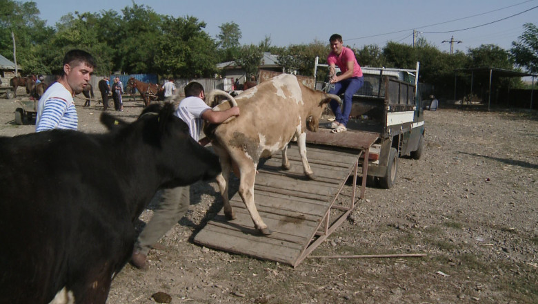 Targuri de animale deschise Imagine