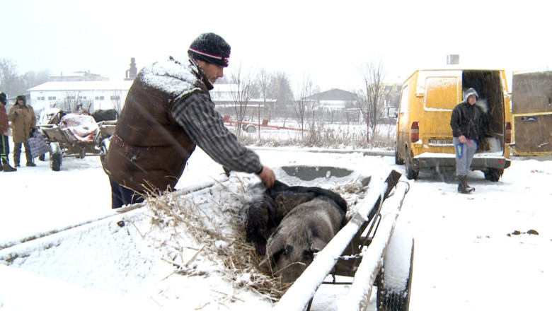 Targuri ilegale, organizate cu stiinta autoritatilor. Cei 50.000 de fermieri nu au la dispozitie niciun targ de animale autorizat Imagine