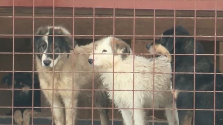Tarife mari pentru adoptiile la distanta de caini fara stapan, la Timisoara Imagine