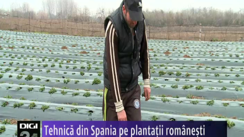 Tehnica din Spania pe plantatii romanesti Imagine