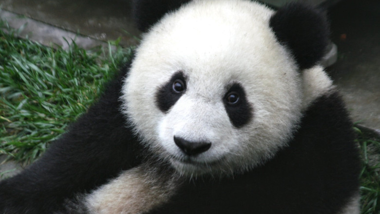 Televiziunea chineza a lansat un site care transmite non-stop imagini cu ursi panda Imagine
