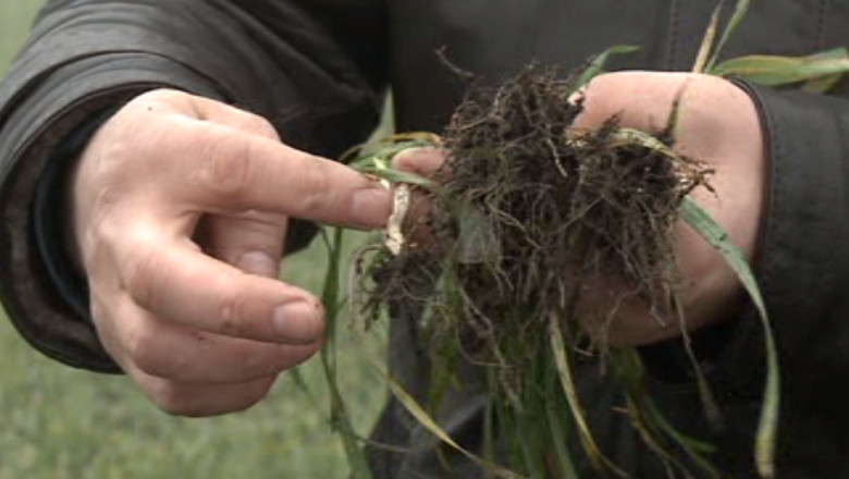 Temperaturile ridicate pun in pericol culturile Imagine