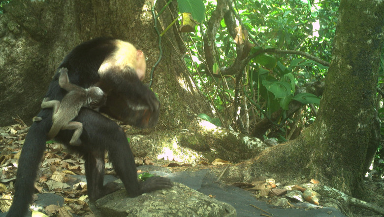 Tendinta stranie in randul maimutelor capucin: rapesc puii altor specii. Care este explicatia cercetatorilor Imagine