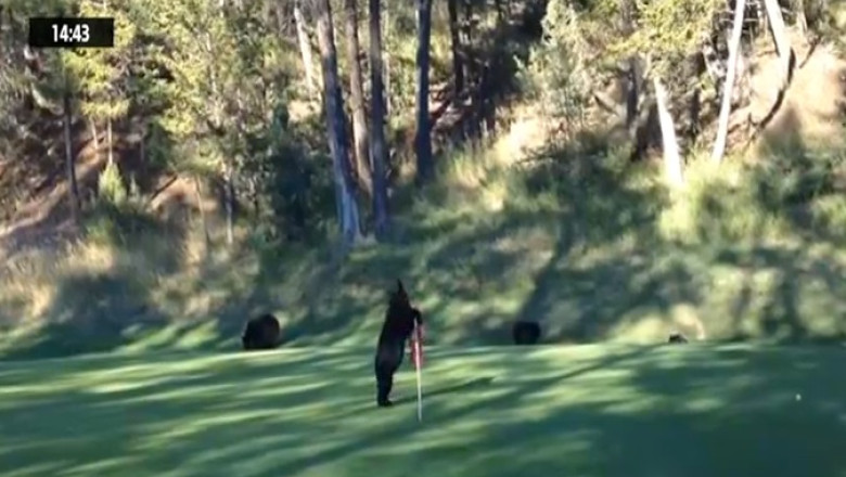 Teren de golf, invadat de ursuleti Imagine