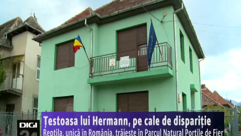 testoasa lui Hermann, pe cale de disparitie. Reptila, unica in tara, traieste in Parcul Natural Portile de Fier Imagine