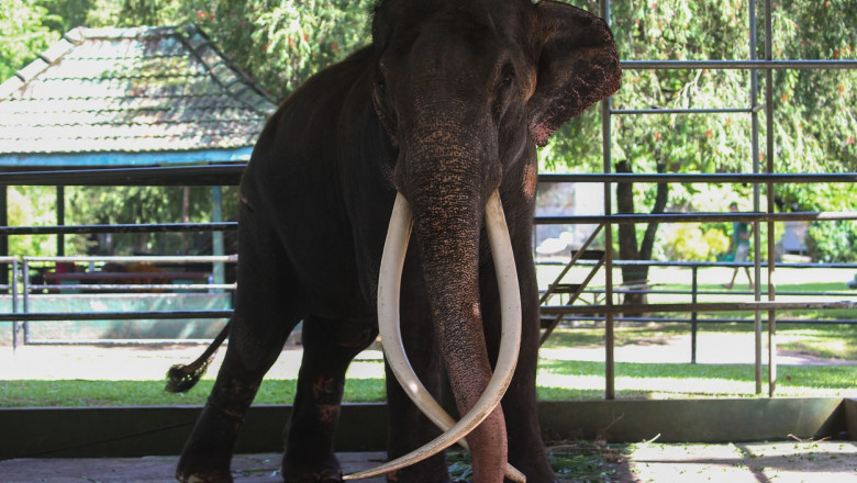 Thailanda a cerut inapoi elefantul dat cadou Sri Lankai in 2001. Animalul fusese maltratat si era plin de rani si abcese Imagine