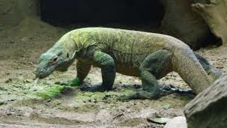 Thailanda. O reptila veninoasa de doi metri lungime a fost gasita in tavanul Parlamentului Imagine