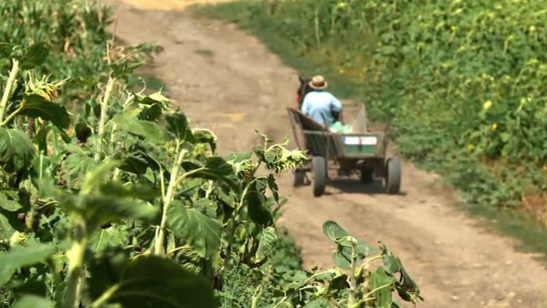 The Guardian: Taranii romani, piedica din calea imbogatirii investitorilor straini Imagine