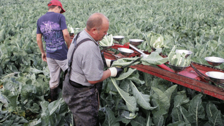 The Telegraph: Noul val de imigranti romani si bulgari a inceput Imagine