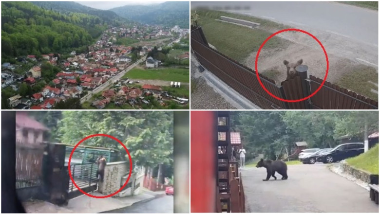 „Ti-e frica sa mai iesi din casa”. Orasul in care ursii se plimba pe strazi ca in padure. Ce fac autoritatile