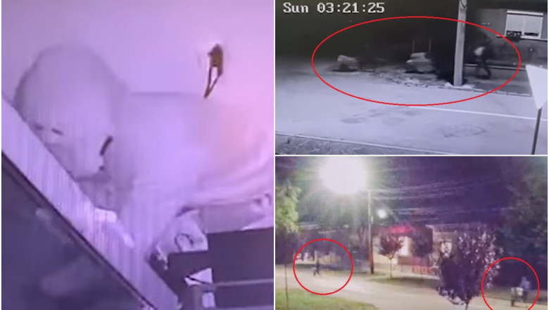 Tigari furate si carate cu roaba pe strazile orasului Carei. Hotii, inca in libertate Imagine