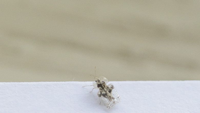 Tigrul platanului a invadat unele orase. In Cluj, arborii plantati din fonduri europene au favorizat inmultirea insectei Imagine