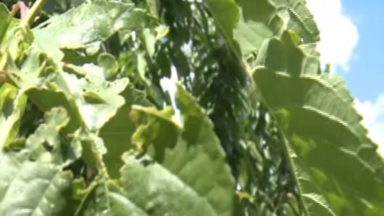 Timis. Livezi intregi, distruse de gandacul florilor Imagine