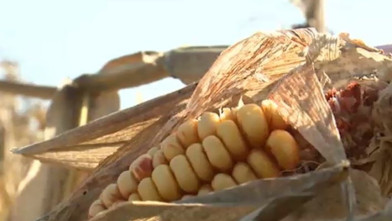 Timis - recolta de porumb, compromisa de ploi: 96% din cultura se afla inca pe camp Imagine