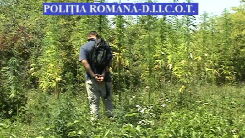 Timis: tanar prins in timp ce isi aduna recolta de canabis! Imagine