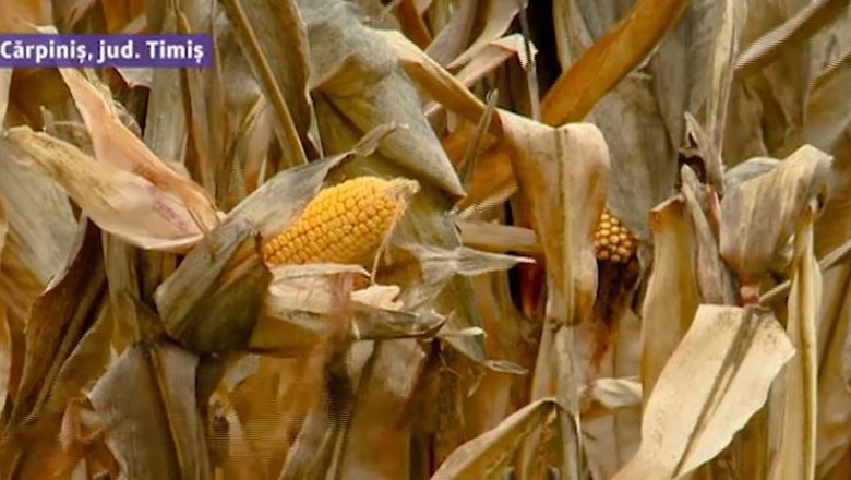 Timis: umiditatea mare si pretul mic tin porumbul pe loc Imagine