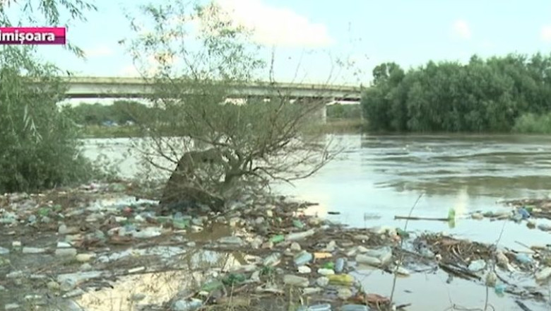 Timis, un tomberon plutitor. Dupa atatea ploi, apa raului e plina de gunoaie Imagine