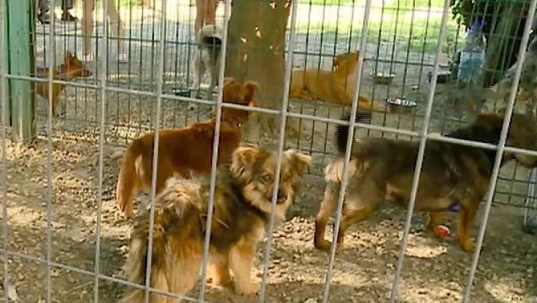 Timisoara: aproape 300 de caini asteapta un stapan. Programul de adoptii din acest an incepe sambata, 21 februarie  Imagine