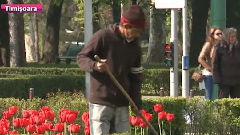 Timisoara: buget suplimentat pentru spatiile verzi. Horticultura primeste in plus 1,8 milioane de lei Imagine