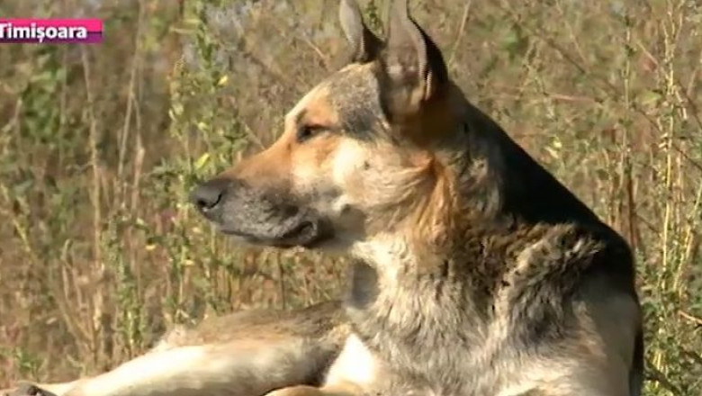Timisoara cainilor maidanezi si a buruienilor Imagine