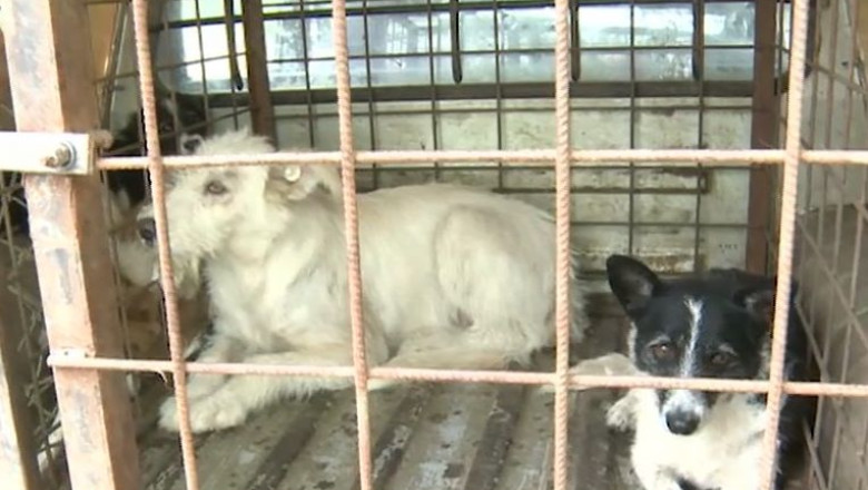 Timisoara: de miercuri demareaza programul care permite eutanasierea maidanezilor Imagine