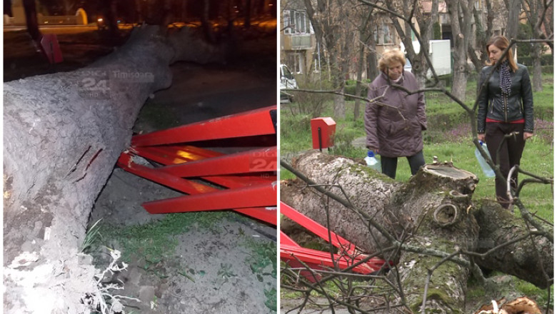 Timisoara: efectele vantului dezlantuit, in imagini. Un copac imens s-a pravalit peste o banca, la doi pasi de Prefectura Imagine