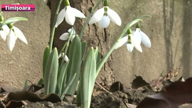 Timisoara: ghioceii, primul semn ca primavara vrea sa-si intre in drepturi. Vremea insa se schimba Imagine