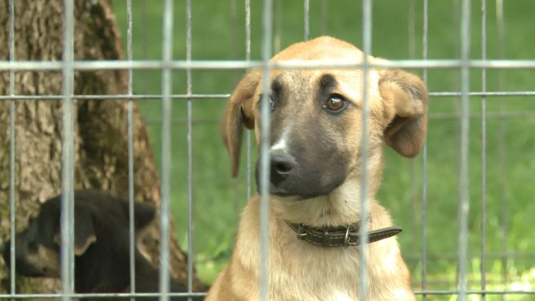 Timisoara: incepe campania de sterilizare a cainilor. Vezi ce ti se cere sa faci! Imagine