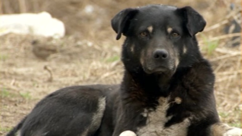 TIMISOARA. Incepe eutanasierea cainilor fara stapan. S-au dat avizele pentru uciderea a 30 de animale Imagine