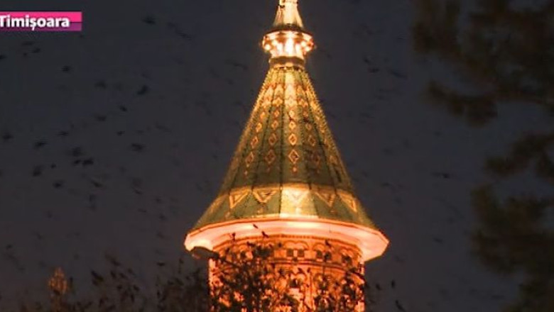 Timisoara, invadata de ciori punctuale si inteligente. Municipalitatea cere ajutorul specialistilor Imagine