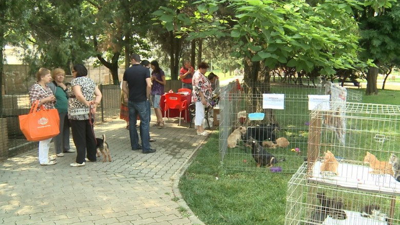 Timisoara: iubitorii de animale si-au dat intalnire la targul de adoptii canine Imagine