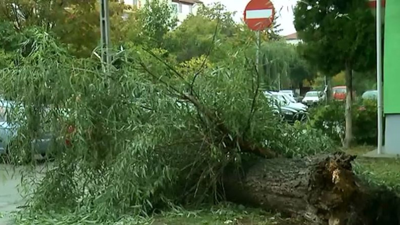 Timisoara: neglijenta autoritatilor, pericol pentru trecatori. Povestea unui copac care putea provoca o tragedie Imagine