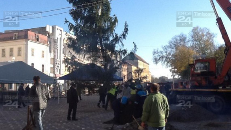 Timisoara, pregatiri pentru sarbatorile de iarna. Un brad urias ”creste” in Piata Victoriei Imagine