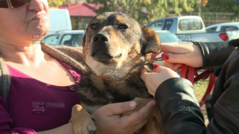 Timisorenii nu se inghesuie sa adopte caini, dar nici nu sunt de acord cu eutanasierea Imagine
