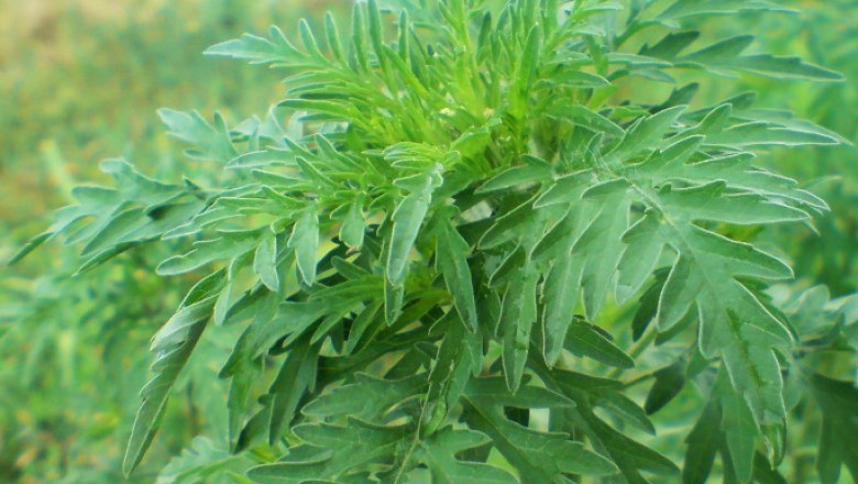 Timisorenii vor fi amendati daca nu distrug o planta care duce la aparitia alergiilor respiratorii Imagine