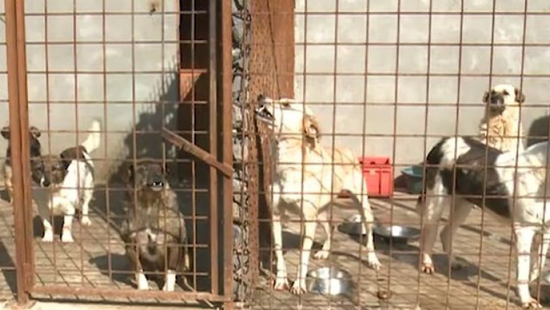 Timisorenii vor sterilizarea, nu eutanasierea cainilor fara stapan Imagine