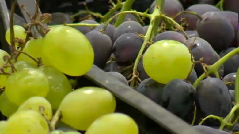 TINERETE FARA BATRANETE. Asemanarea dintre alimente si organele corpului uman Imagine