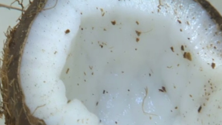 TINERETE FARA BATRANETE. Cum spargem nuca de cocos Imagine