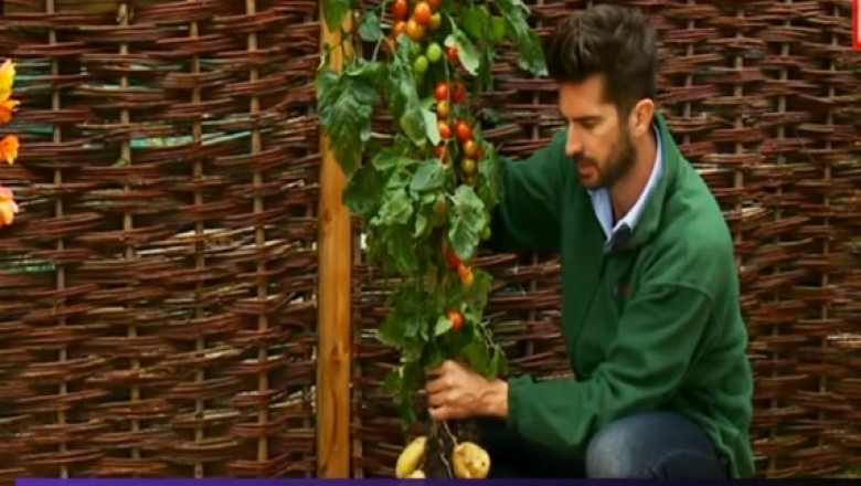Tomato, planta care face si rosii, si cartofi Imagine