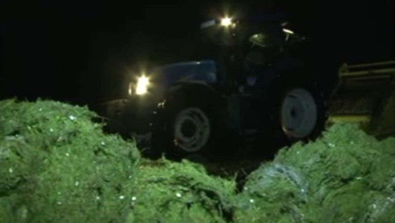 Tone de alge pe litoral. Turistii s-au trezit cu plantele langa sezlonguri Imagine