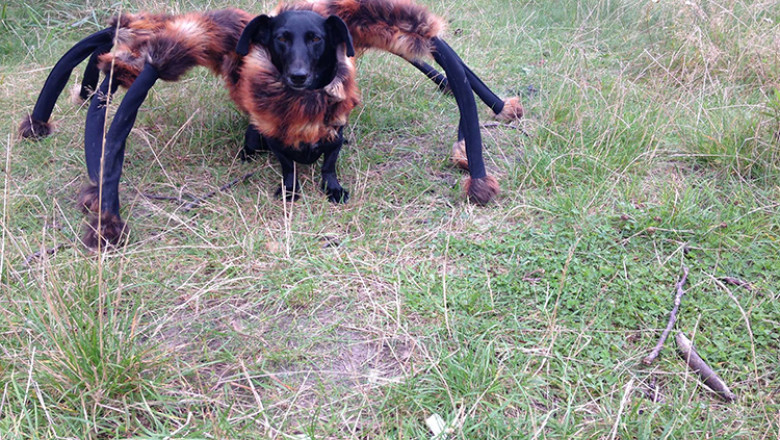 Topul clipurilor de pe YouTube in 2014: farse, reclame si voci uimitoare Imagine