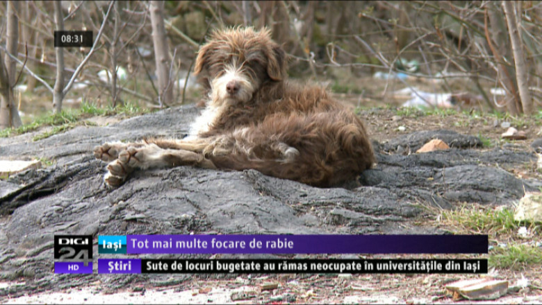 Tot mai multe focare de rabie in Iasi Imagine
