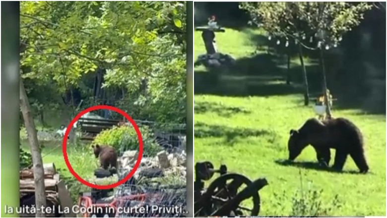 „Toti muntii sunt plini”. Orasul in care localnicii sunt terorizati de ursi, zi si noapte. Animalele intra fara frica in gospodarii Imagine
