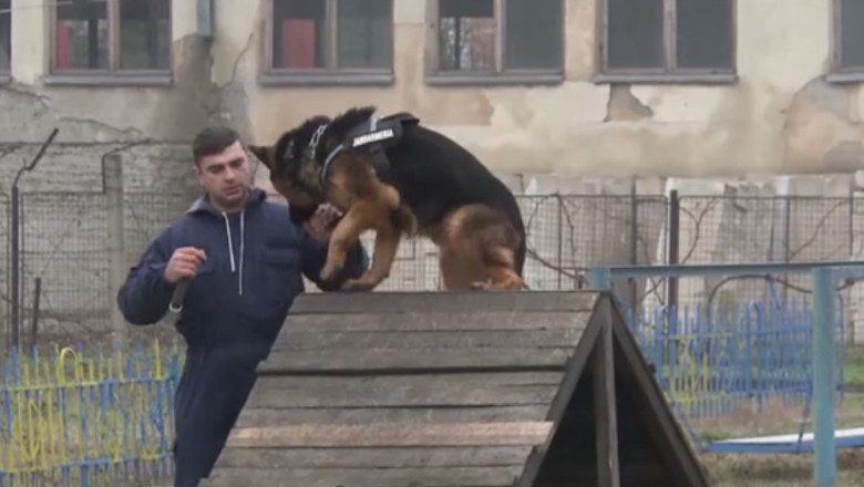 Tovarasii de lupta ai jandarmilor. Patru caini ciobanesc german sunt antrenati pentru misiuni speciale Imagine